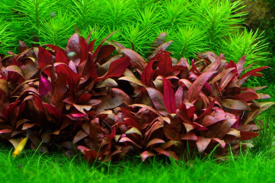 Методы выращивания аквариумных растений