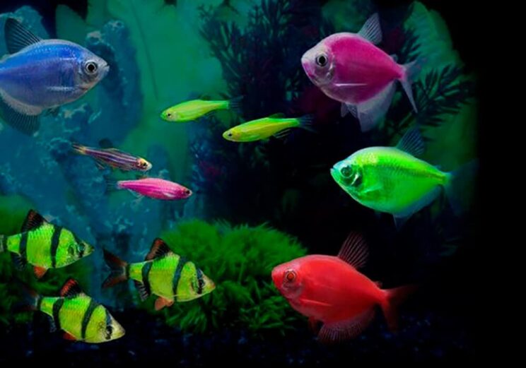Молли аквариумные рыбки фото