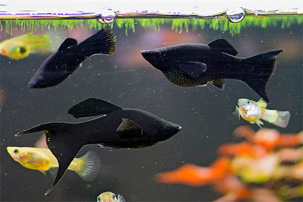 Моллинезии — выносливые и неприхотливые аквариумные рыбки