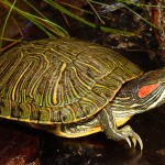 Черепахи-уход размножение кормление описание фото видео