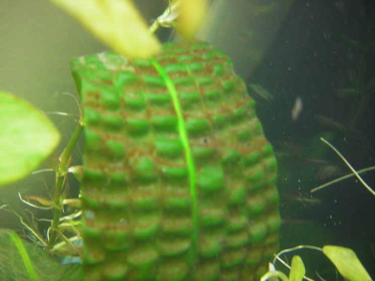 Диатомовые (бурые) водоросли в аквариуме ФОТО