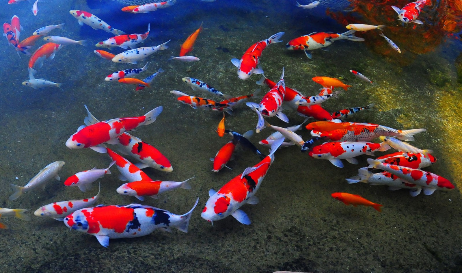 китайские рыбки фото
