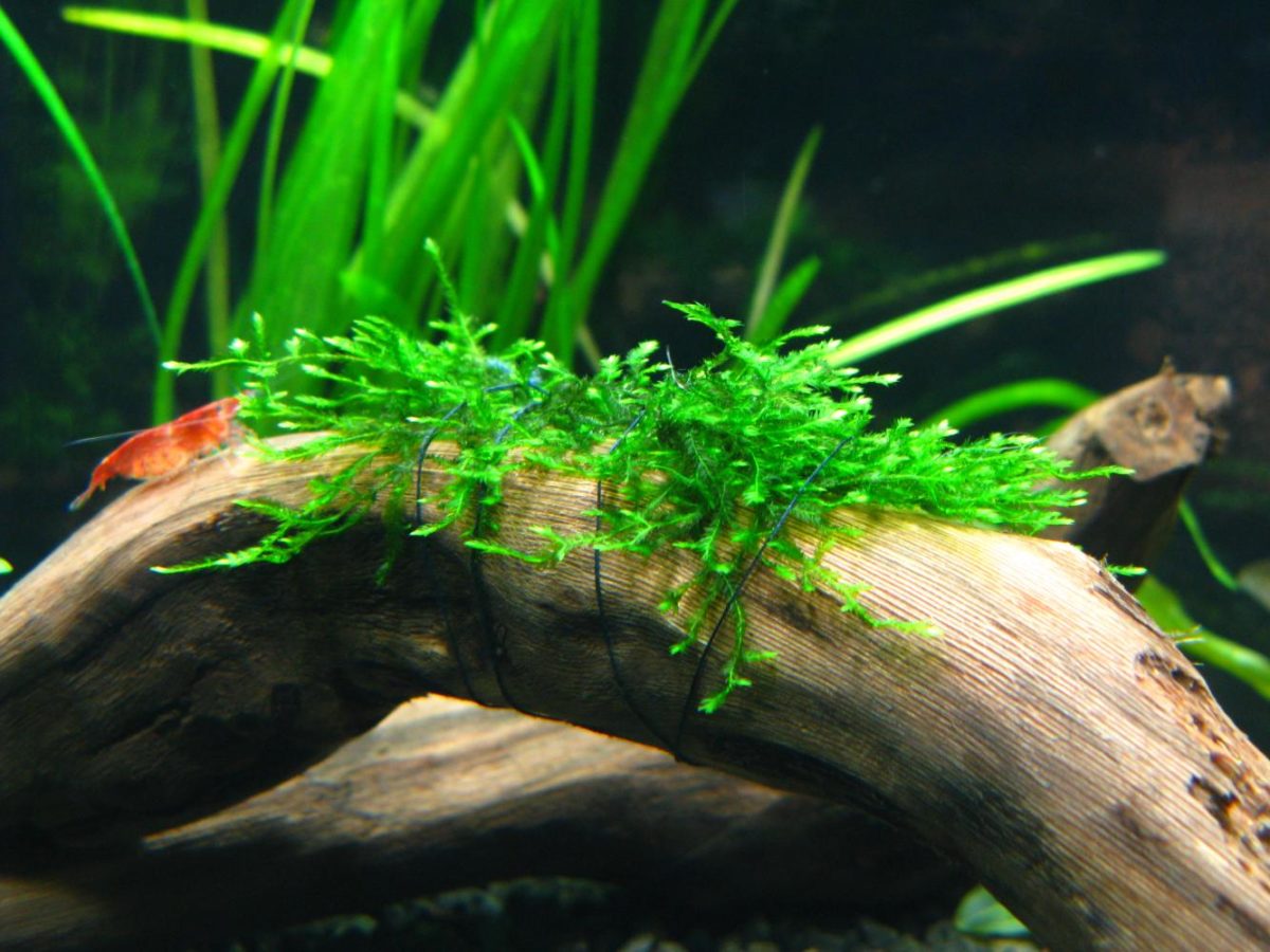 Как подстричь мох в аквариуме