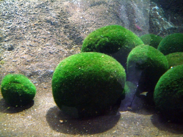 аквариумные растения