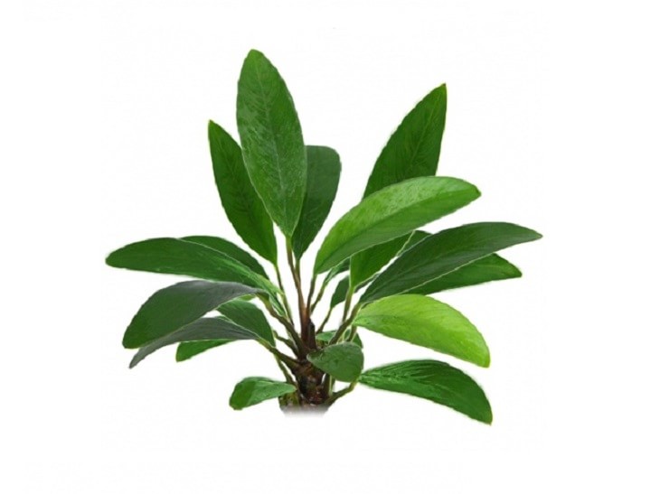 Анубиас Афцели  (Anubias afzelii)-аквариумное растение.