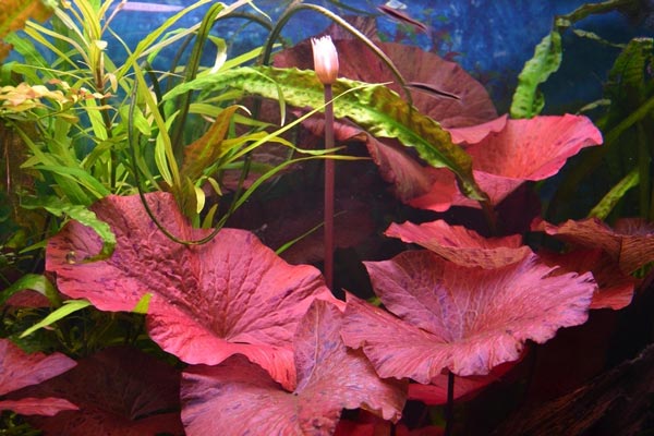 Кувшинка тигровая или Нимфея лотус- аквариумное растение.