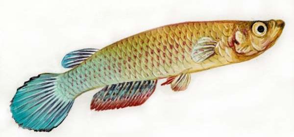 Akvarijní ryby štiky aplocheilus lineatus.