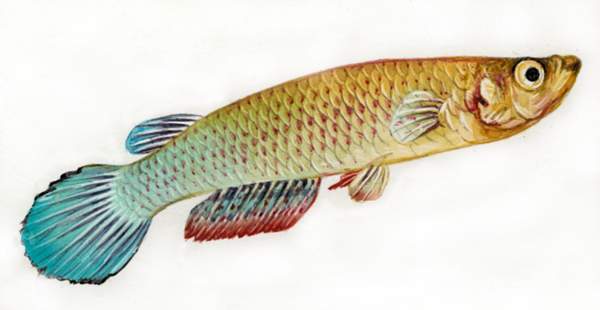 Азиатские щучки Aplocheilus-ЛИНЕАТУС аквариумная рыбка.