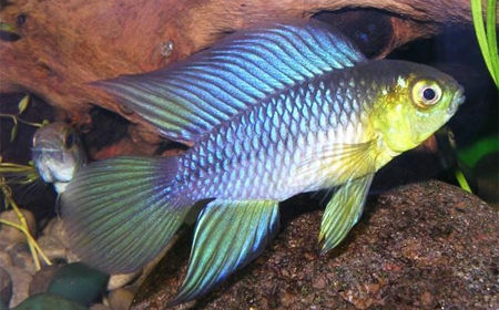 Апистограмма борелли-акваріумна рибка.