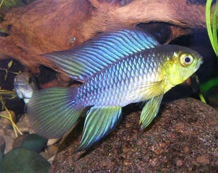 Апистограмма Борелли-аквариумная рыбка.