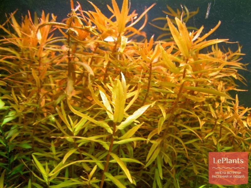 Аммания сенегальская  (Ammannia senegalensis)-аквариумное растение.