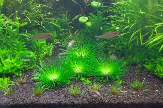 аквариумные растения фото