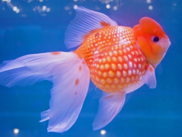 Жемчужина золотая рыбка