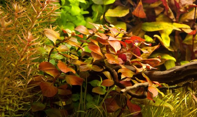 Людвигия болотная, Людвигия дугообразная-аквариумные растения