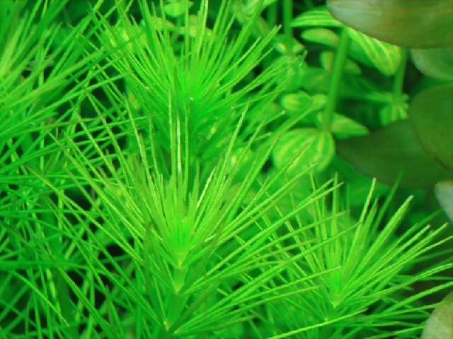 Гидротрихе или Гидротрих (Hydrotriche hottoniiflora) аквариумное растение.
