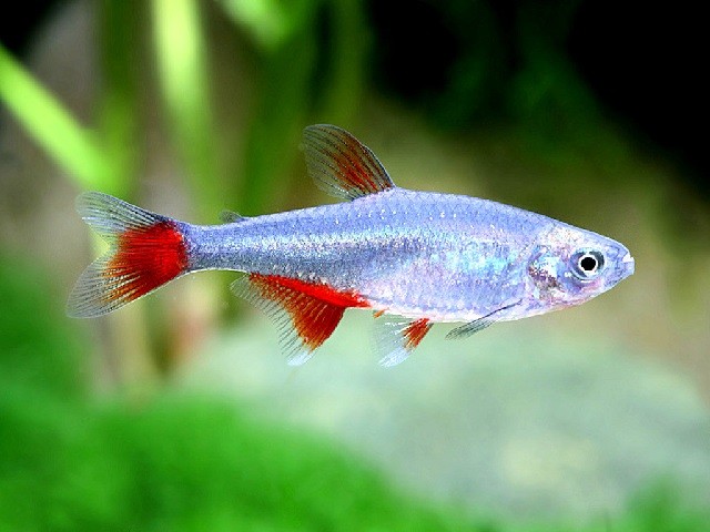 Афиохаракс Ратбуна -аквариумная рыбка.
