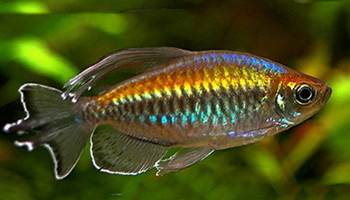 Конго акваріумна рибка: зміст сумісність фото розведення.