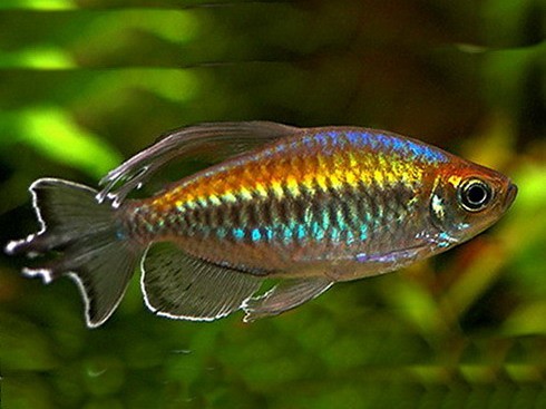 конго аквариумная рыбка фото