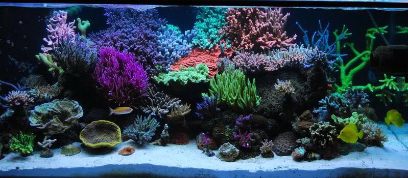 Морской аквариум:запускаем грамотно,фото,видео,пошаговое описание
