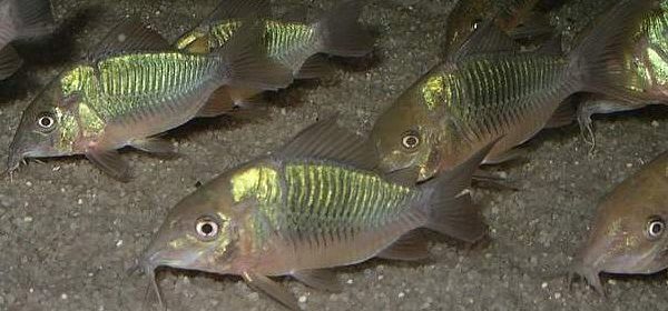 Broșe sau pește catifel verde: conținut, reproducere, descriere, fotografie.
