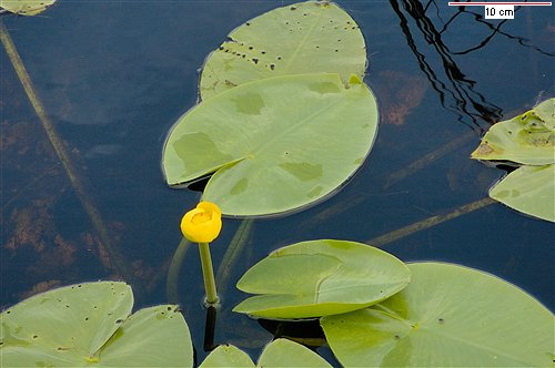 Кубышка желтая-аквариумное растение