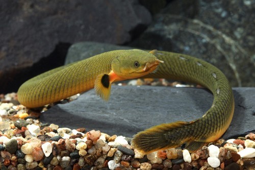 rope-fish-erpetoichthys-calabricus