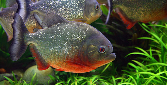 Piranha в аквариума: съдържание, съвместимост, видео, снимка, описание.