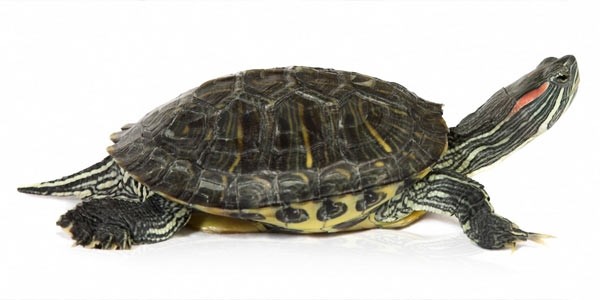 Красноухая черепаха: содержание,разведение,описание,кормление,фото,видео,уход