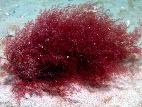Красные водоросли в аквариуме — описание,борьба с ними,строение,фото,видео,размножение