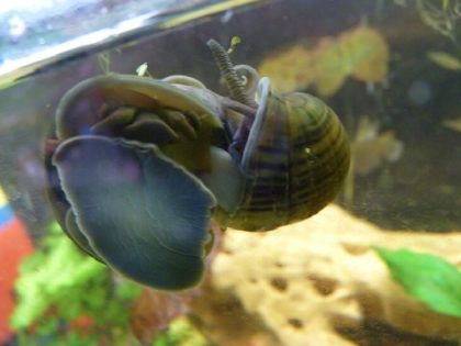 1440618769_black-mystery-snail