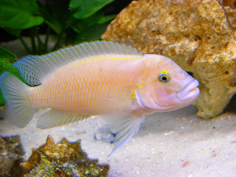 Тельматохромис темпоралис — аквариумная рыбка.
