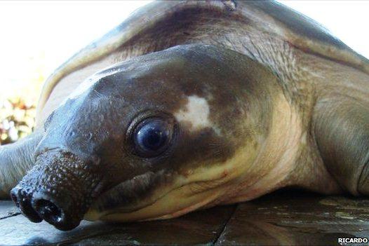 Двухкоготная свинорылая водная черепаха: содержание и уход.фото.