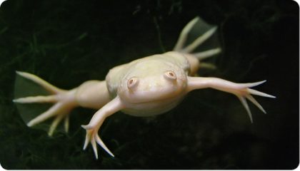 шпорцевая лягушка фото