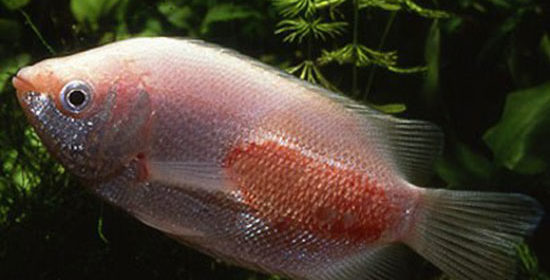 Хвороби акваріумних риб, заразні і незаразні - лікування, опис, фото, симптоми, відео