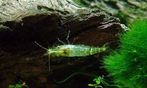 зеленая креветка неокаридина фото