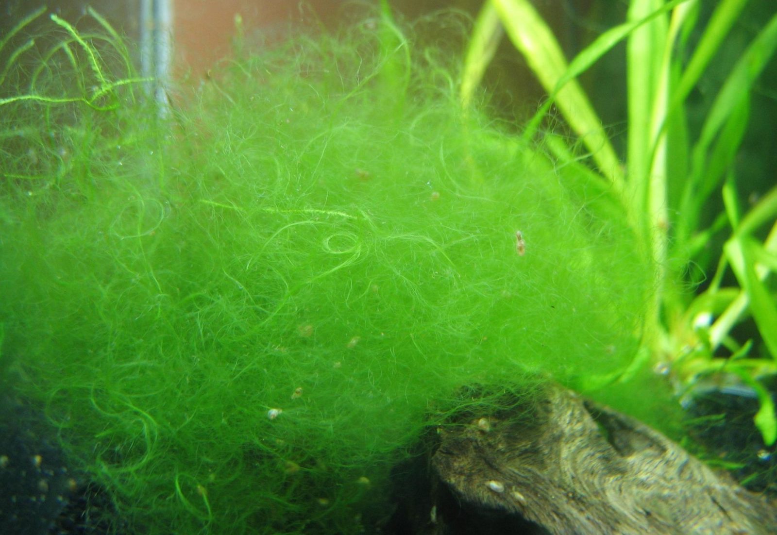 Нитчатые водоросли в аквариуме,как бороться-описание,фото,видео.