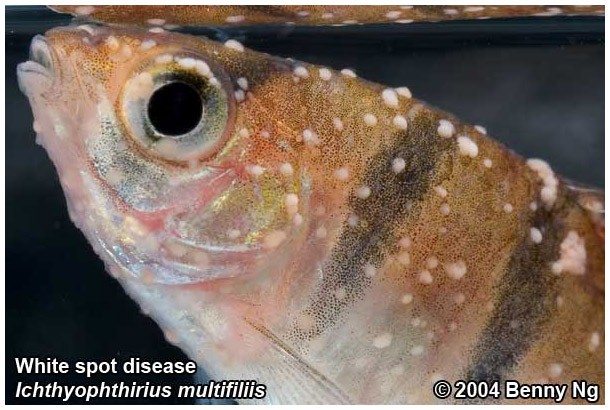 Заболевание аквариумных рыбок фото и описание