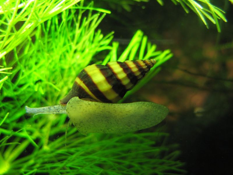 Улитка Хелена — красивый и полезный пресноводный моллюск для аквариума