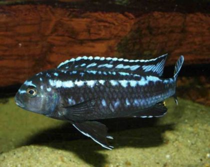 melanoxromis-joxanna-melanochromis-johanni