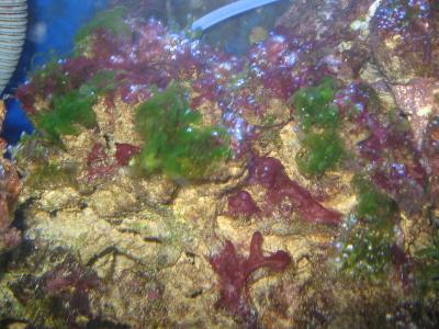 krasnye-vodorosli-v-akvariume