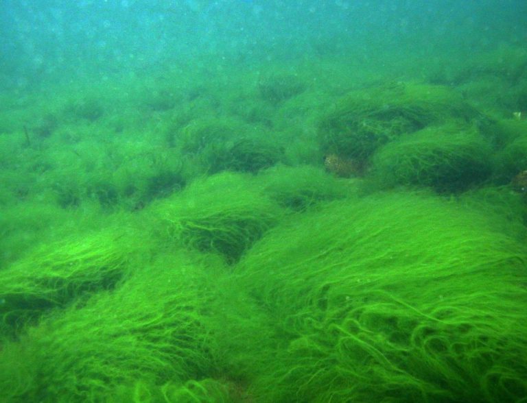 Водоросли в аквариуме фото