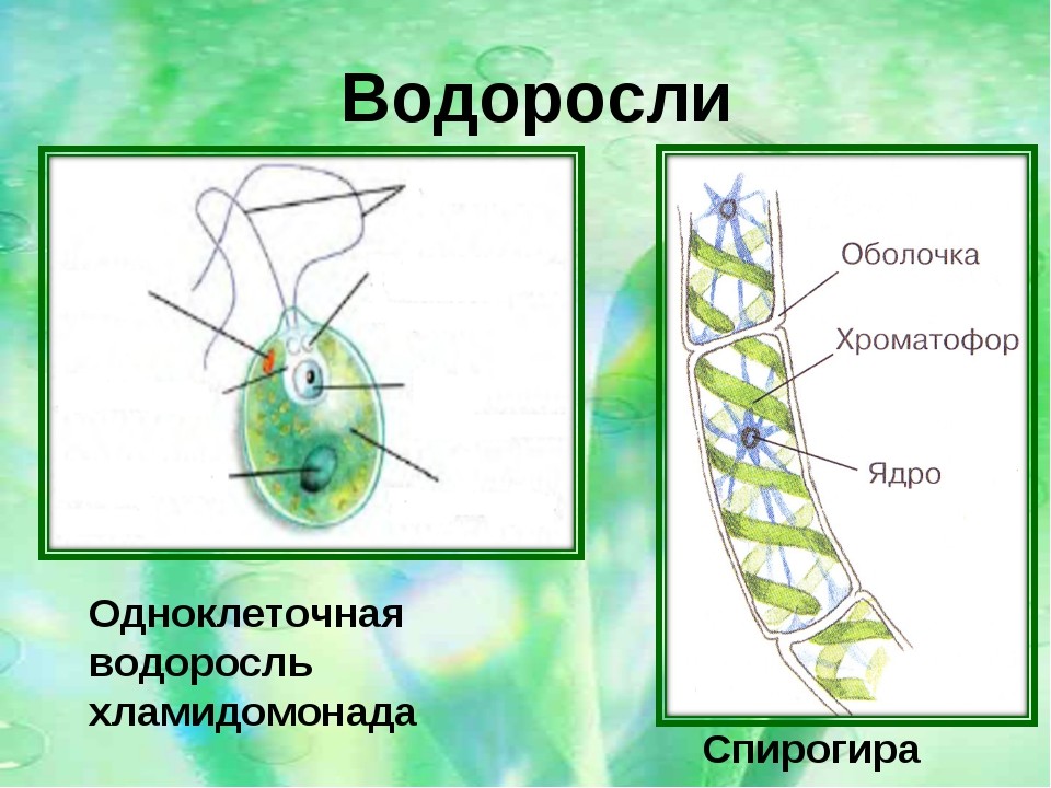 Спирогира одноклеточная