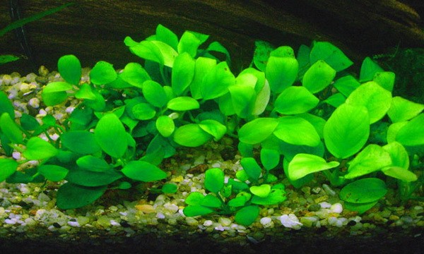 Анубиас нана — аквариумное растение