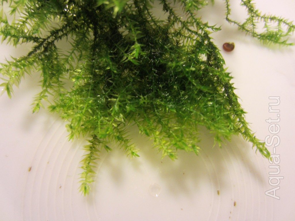 Мох бабл, мох рикардия ,мох кристмас  — аквариумные растения