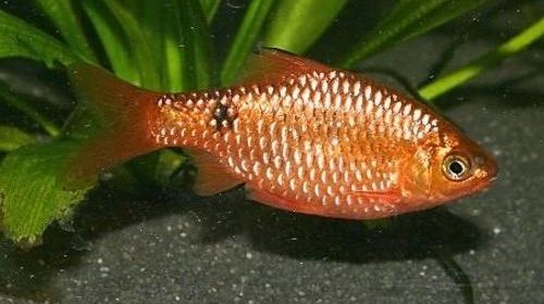 Barbus je zlatno mahoviti barbus, tikto barbus, mutantni barbus su akvarijske ribe.
