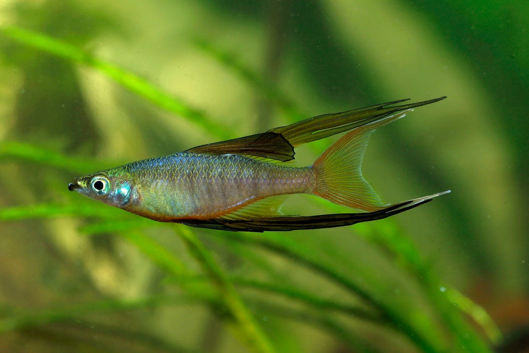Ириатерина вернера,эритрозонус, апистограмма какаду,  апистограмма виджета- аквариумные рыбки.