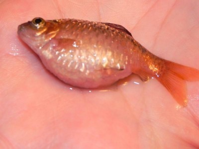 Как вылечить вздутие у золотой рыбки