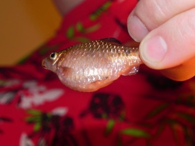 У золотой рыбки опух живот