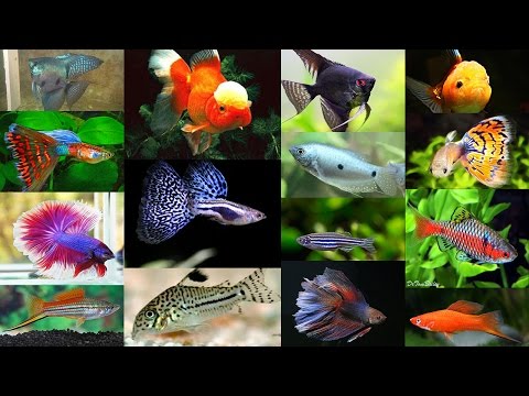 Самые умные и дорогие аквариумные рыбки