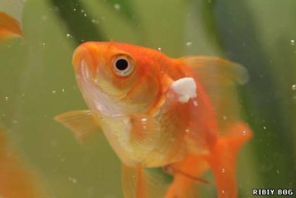 Красная сыпь у золотой рыбке